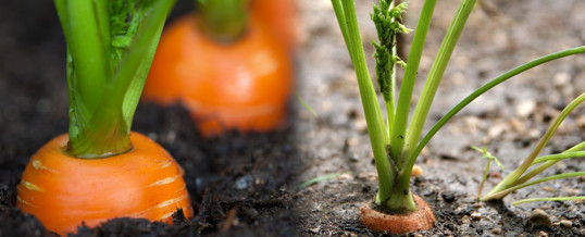 cultivar-zanahorias